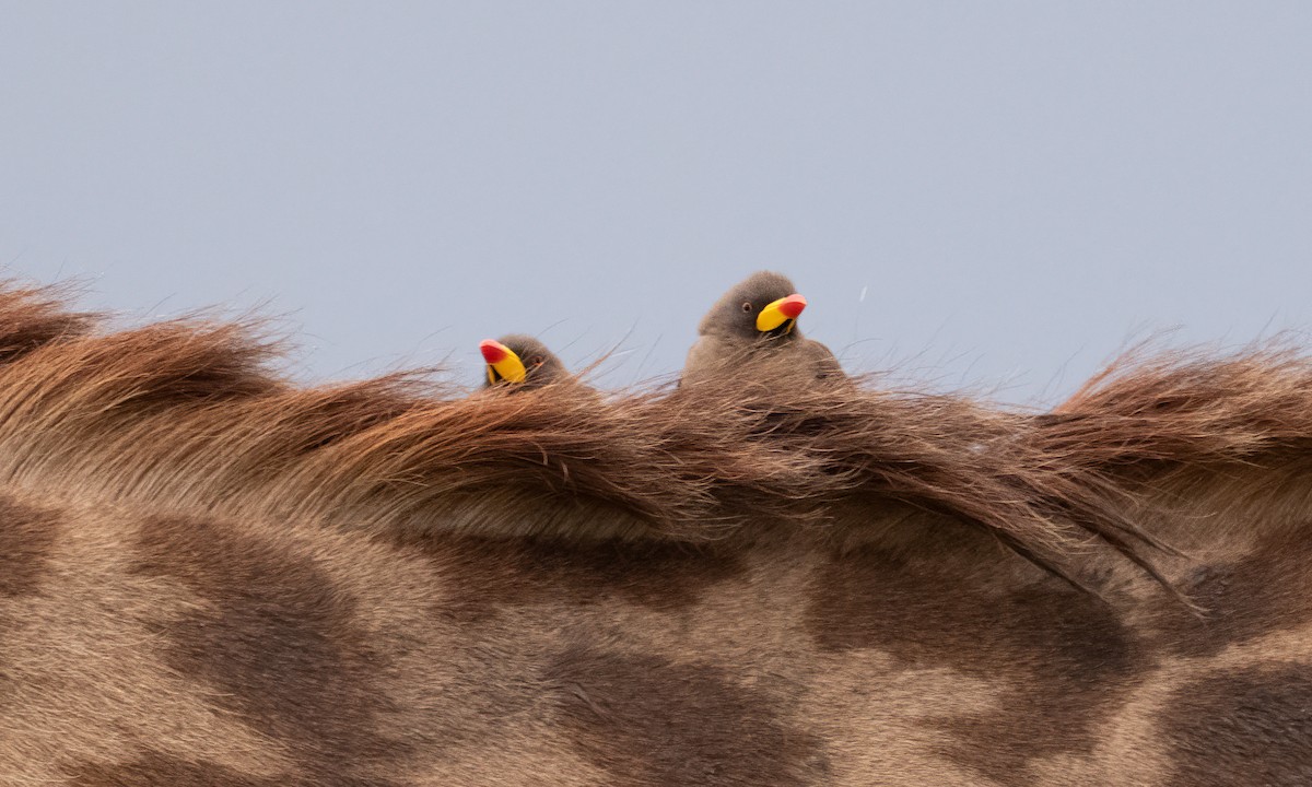 Yellow-billed Oxpecker - ML646261110
