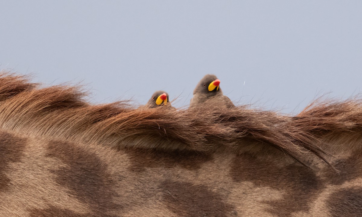 Yellow-billed Oxpecker - ML646261111