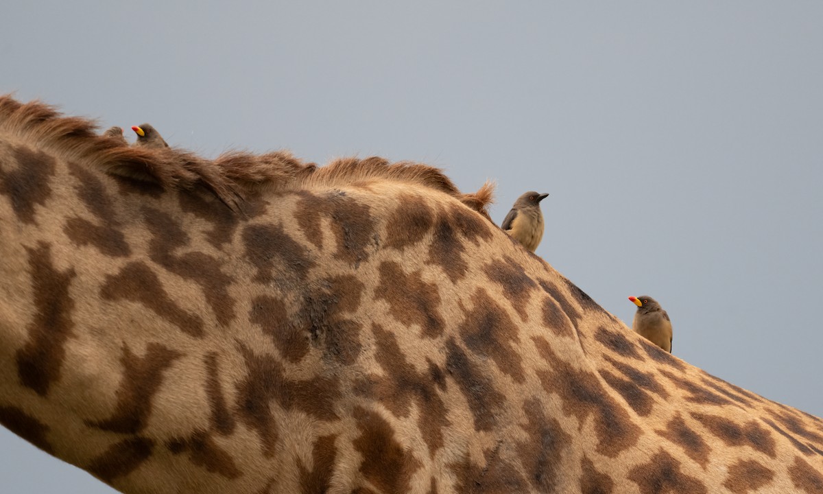 Yellow-billed Oxpecker - ML646261112