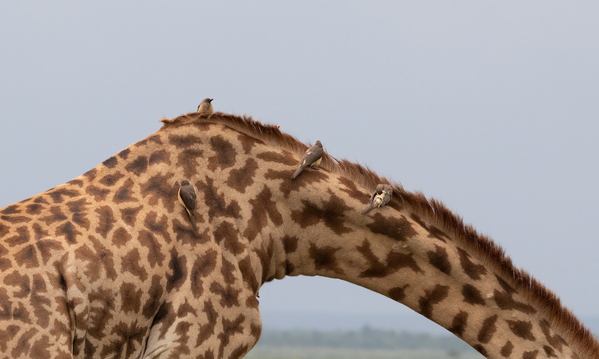 Yellow-billed Oxpecker - ML646261113