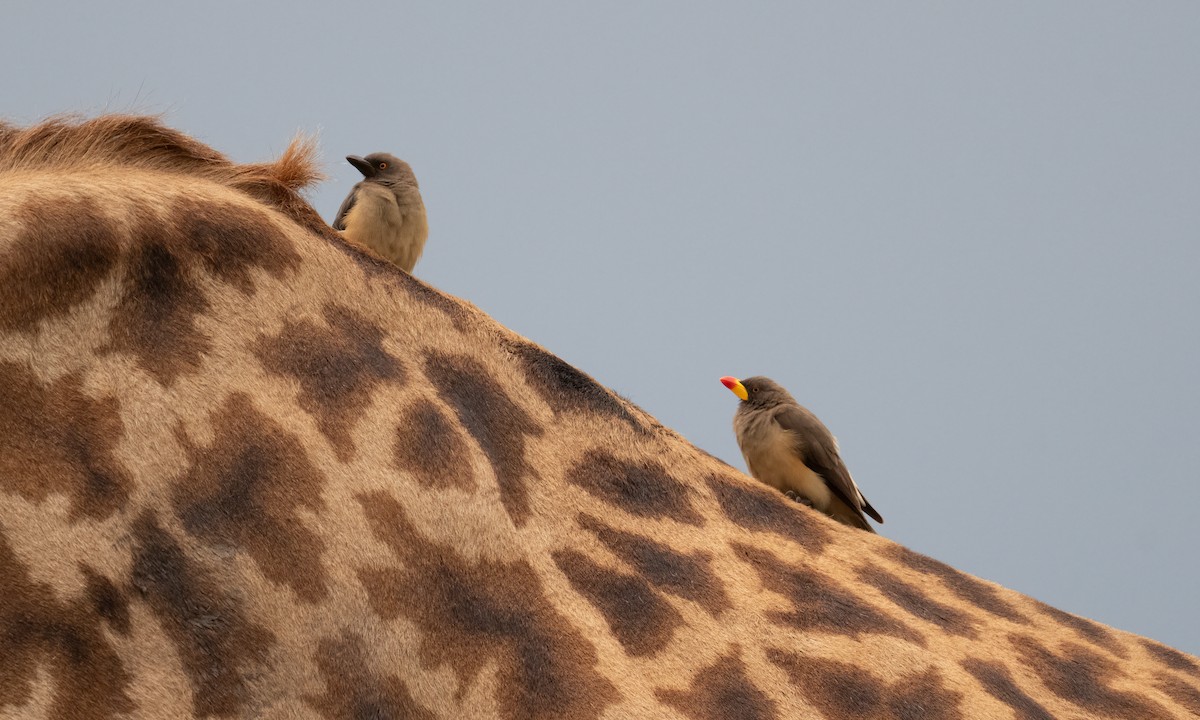 Yellow-billed Oxpecker - ML646261114