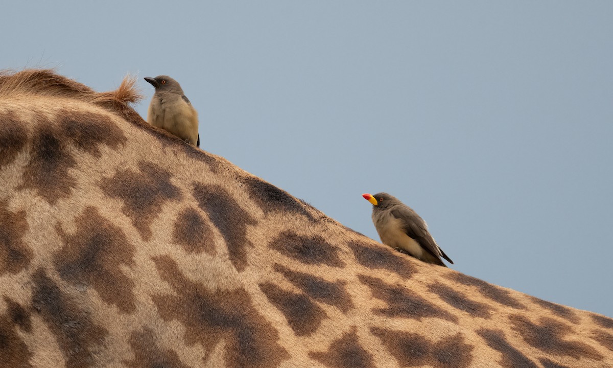 Yellow-billed Oxpecker - ML646261115