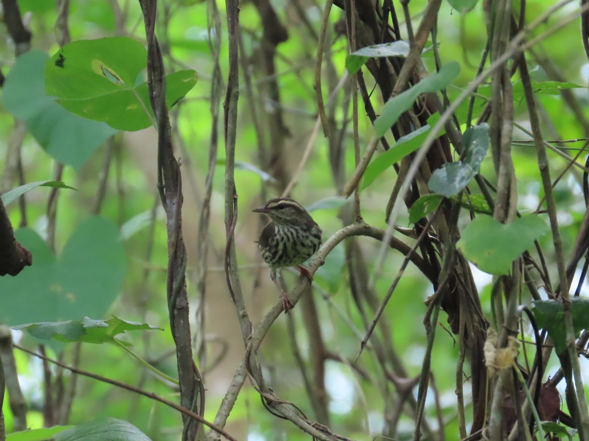 Northern Waterthrush - ML646261118