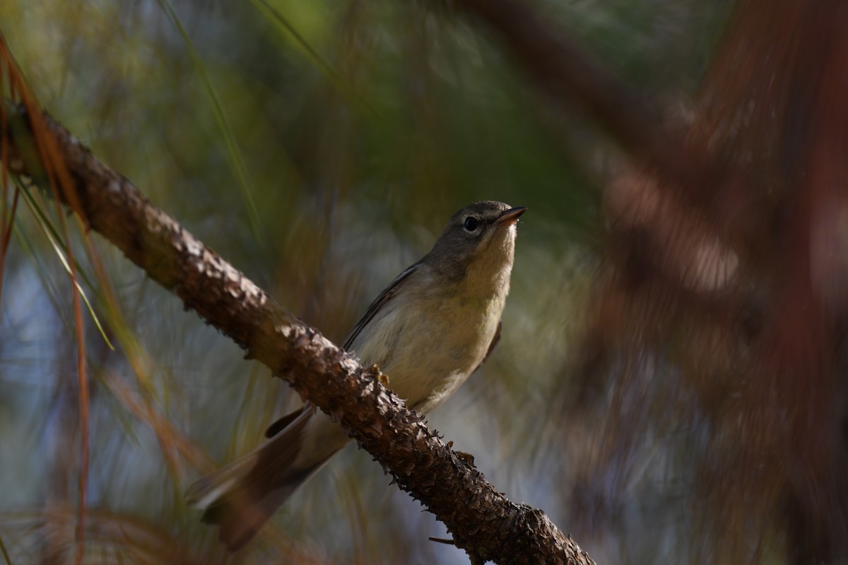 Pine Warbler - ML646261121