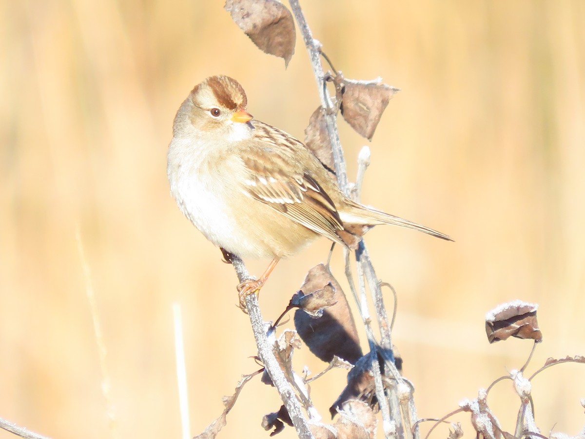 White-crowned Sparrow - ML646261140