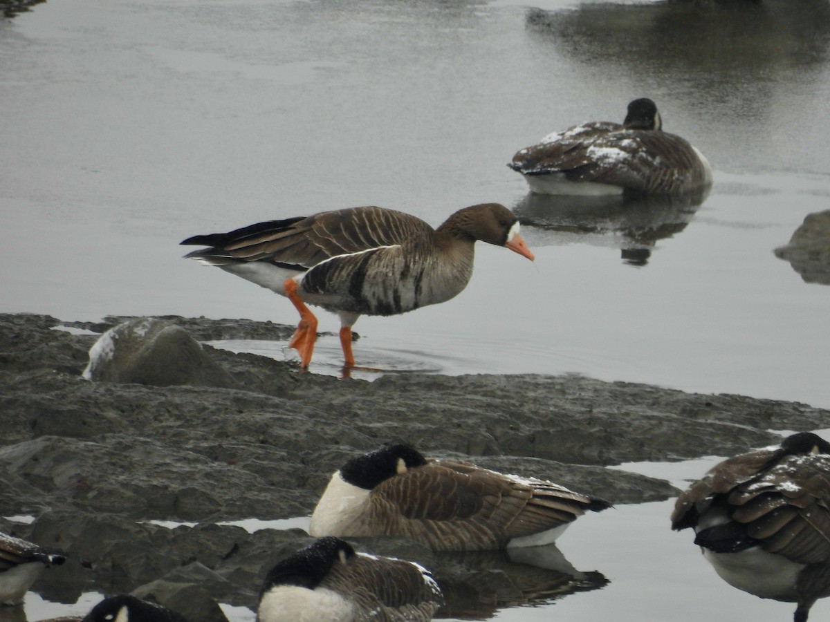 Greater White-fronted Goose - ML646261142