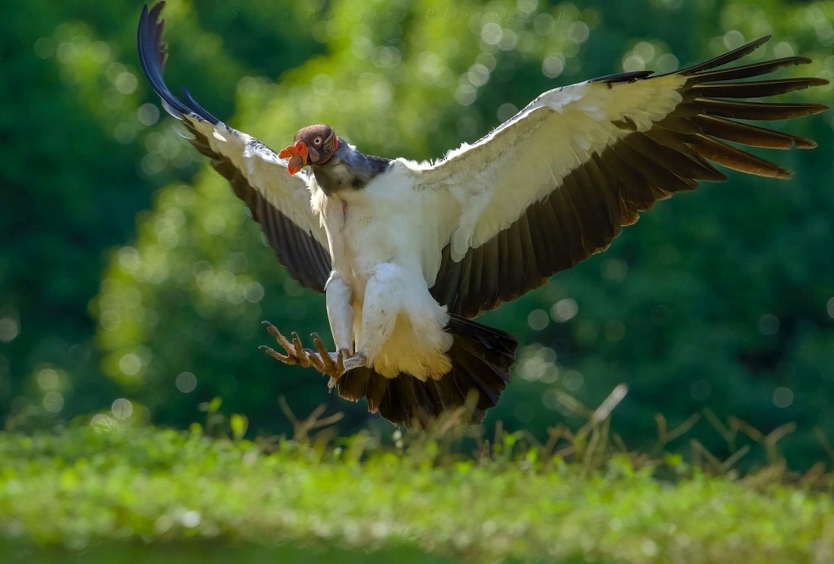 King Vulture - ML646261143