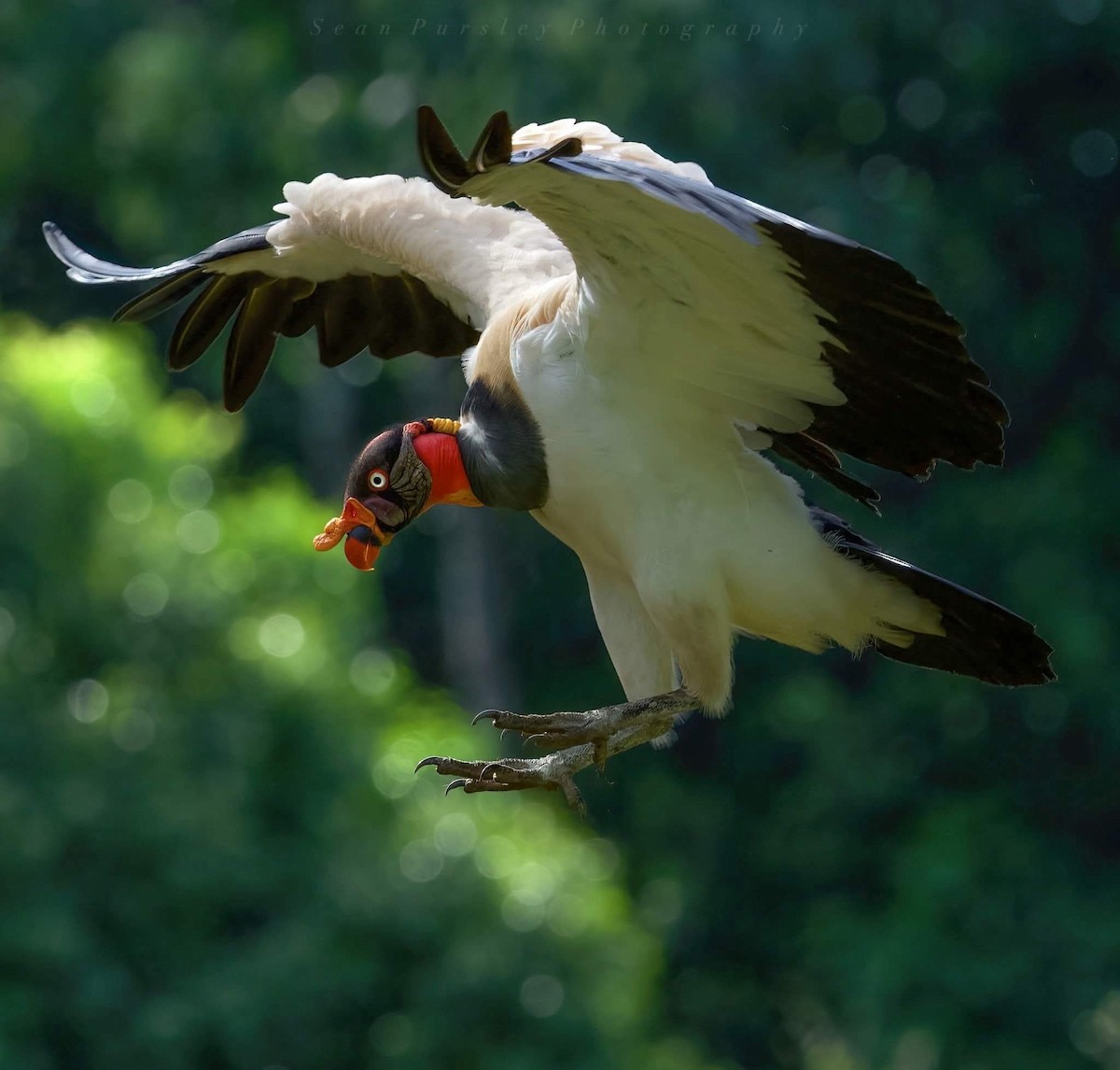 King Vulture - ML646261144