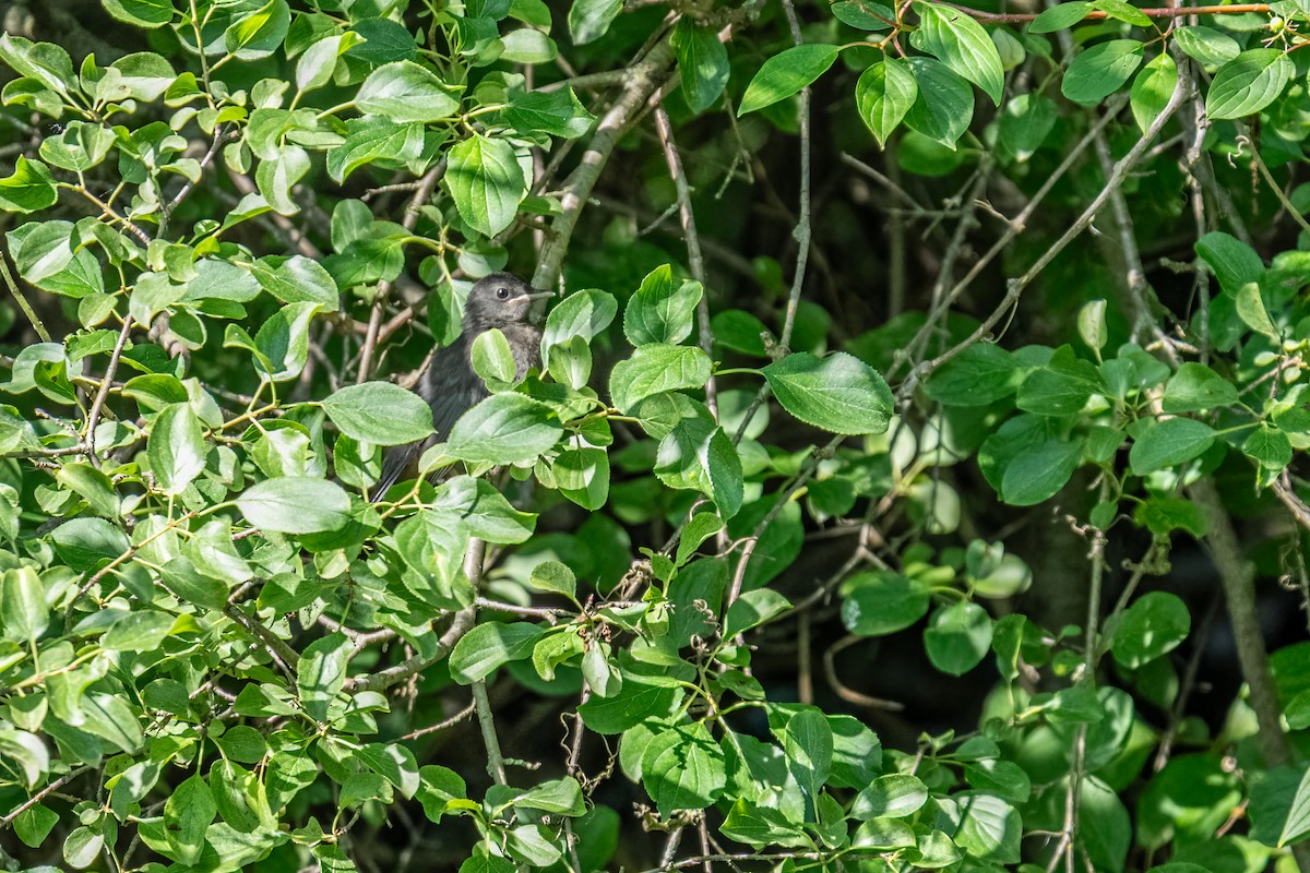 Gray Catbird - ML646261152