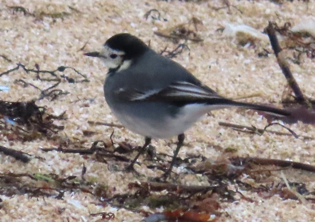 White Wagtail (British) - ML646261153