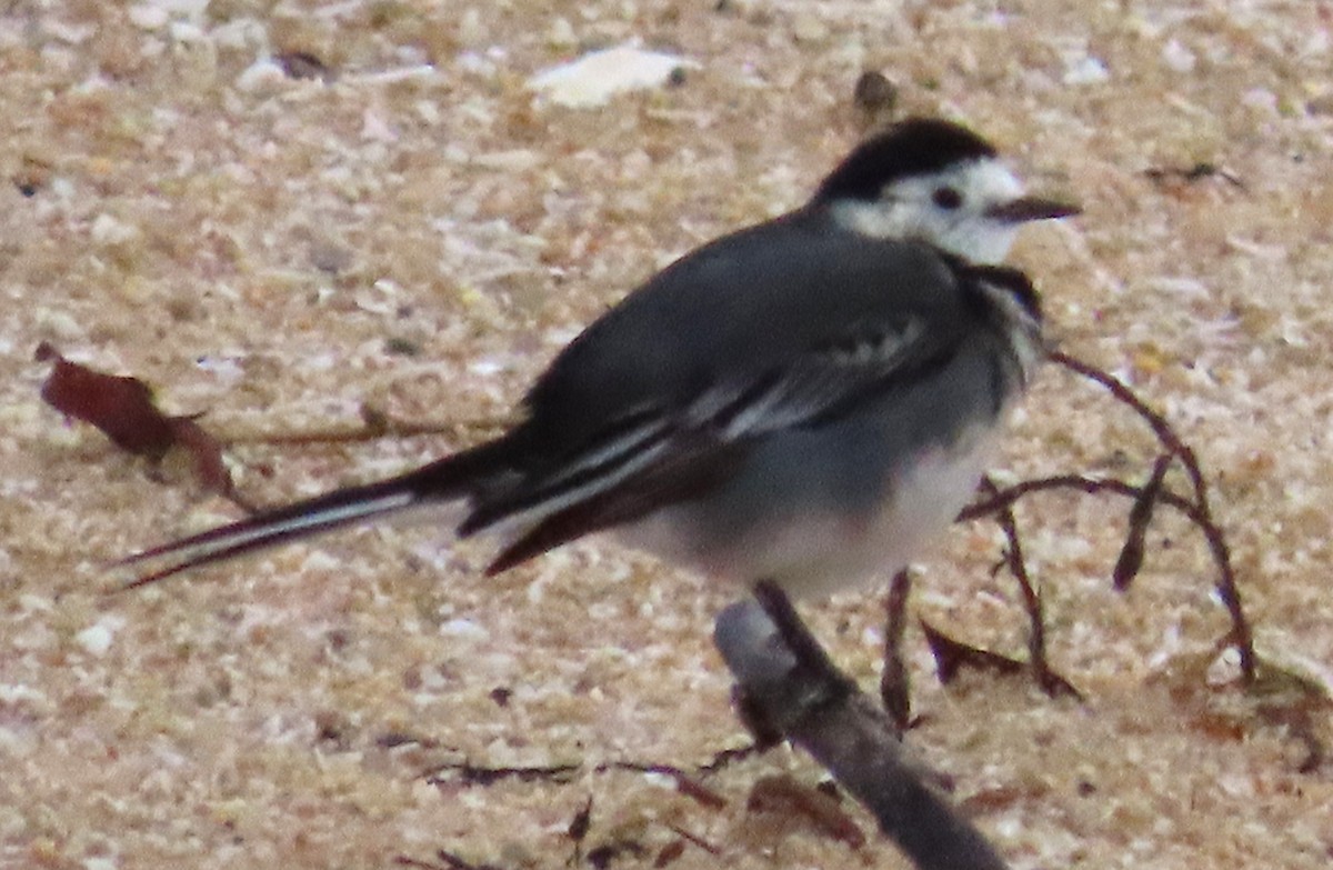 White Wagtail (British) - ML646261164