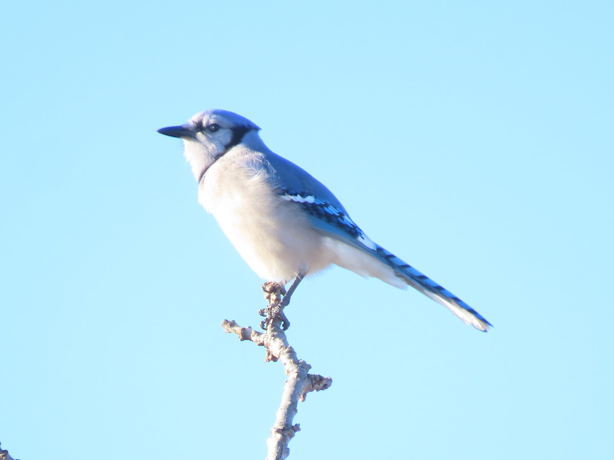 Blue Jay - ML646261190