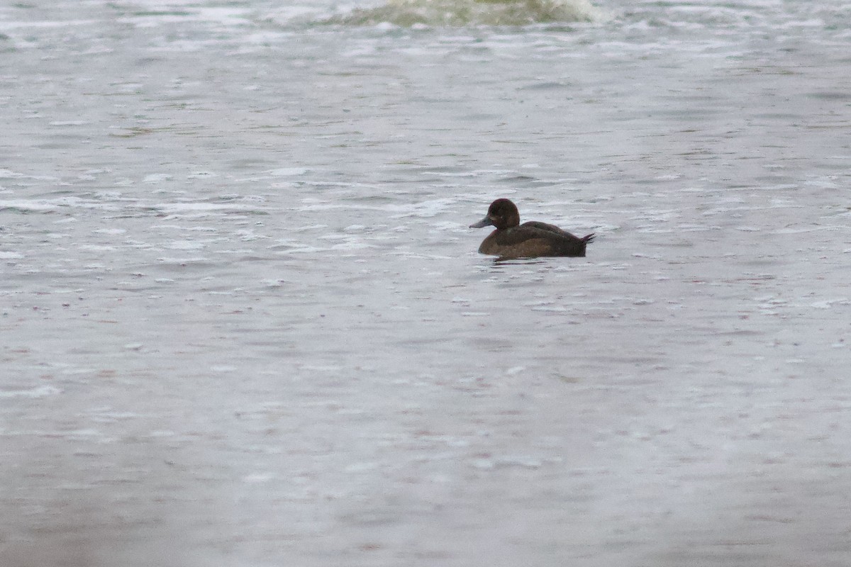 コスズガモ - ML646261191