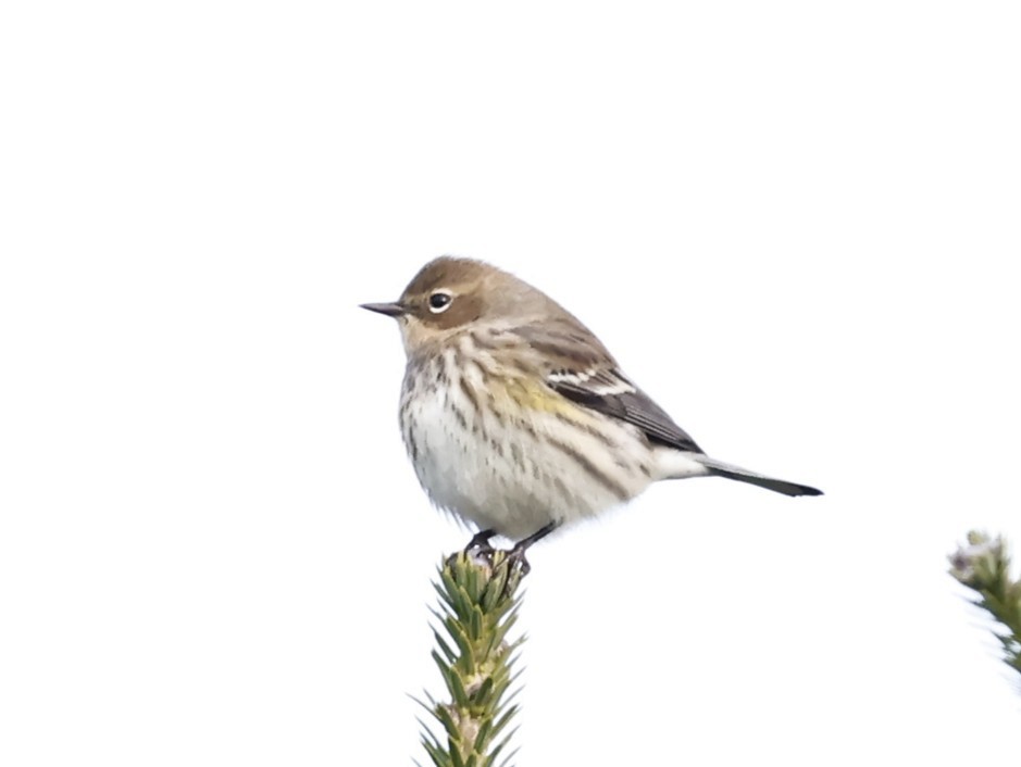 Yellow-rumped Warbler - ML646261194