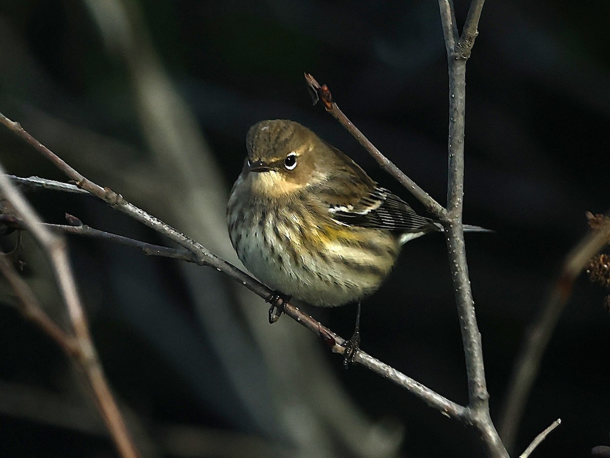 Yellow-rumped Warbler - ML646261195