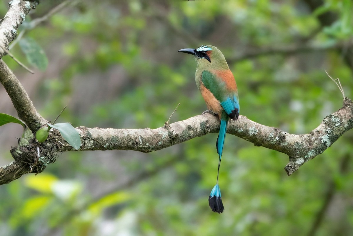 Turquoise-browed Motmot - ML646261200