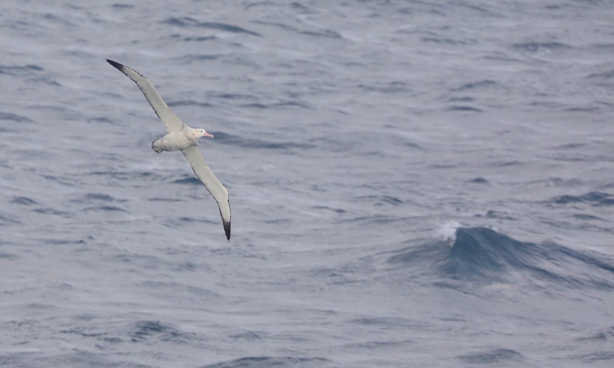 Antipodean Albatross (Gibson's) - ML646261209