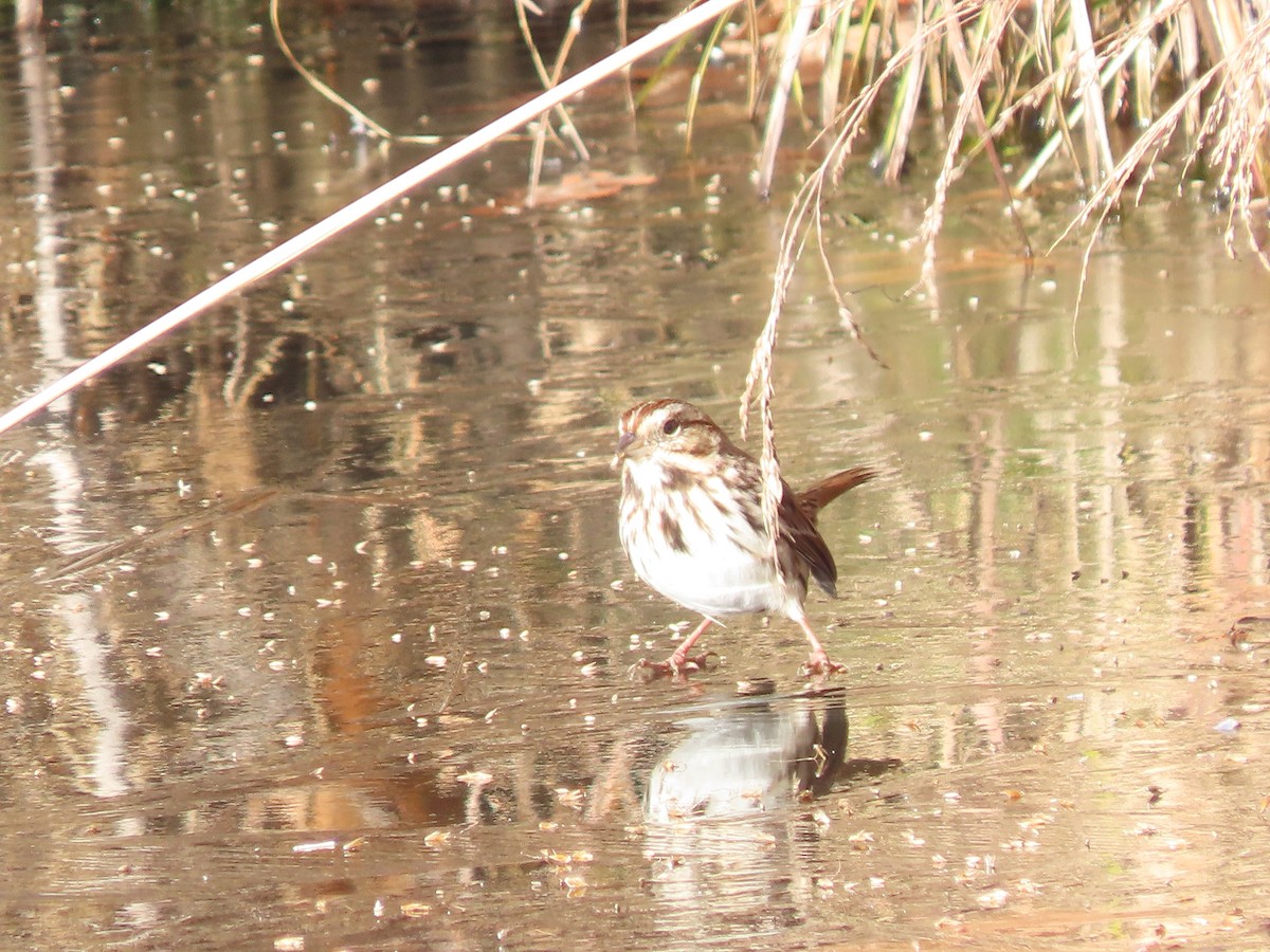 Song Sparrow - ML646261216
