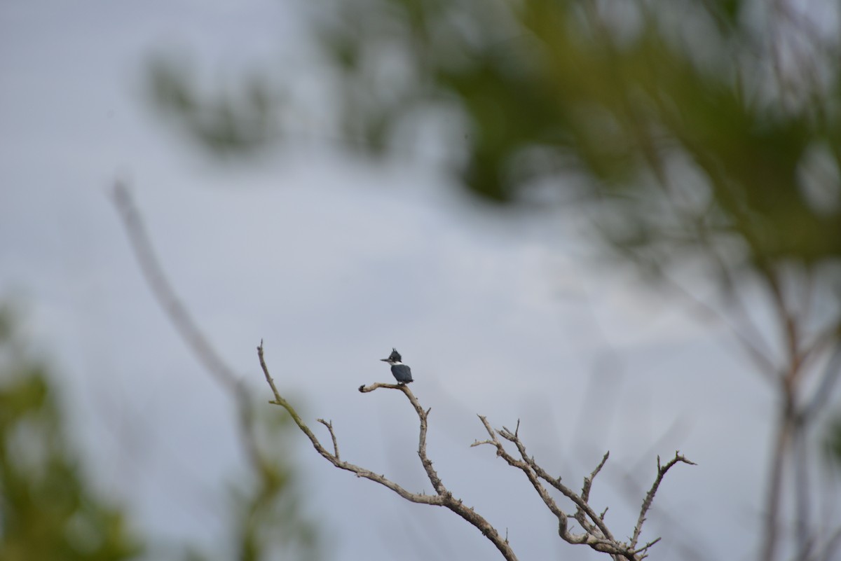 שלדג אמריקני - ML646261217