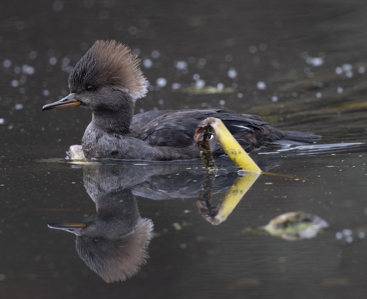 Hooded Merganser - ML646261225