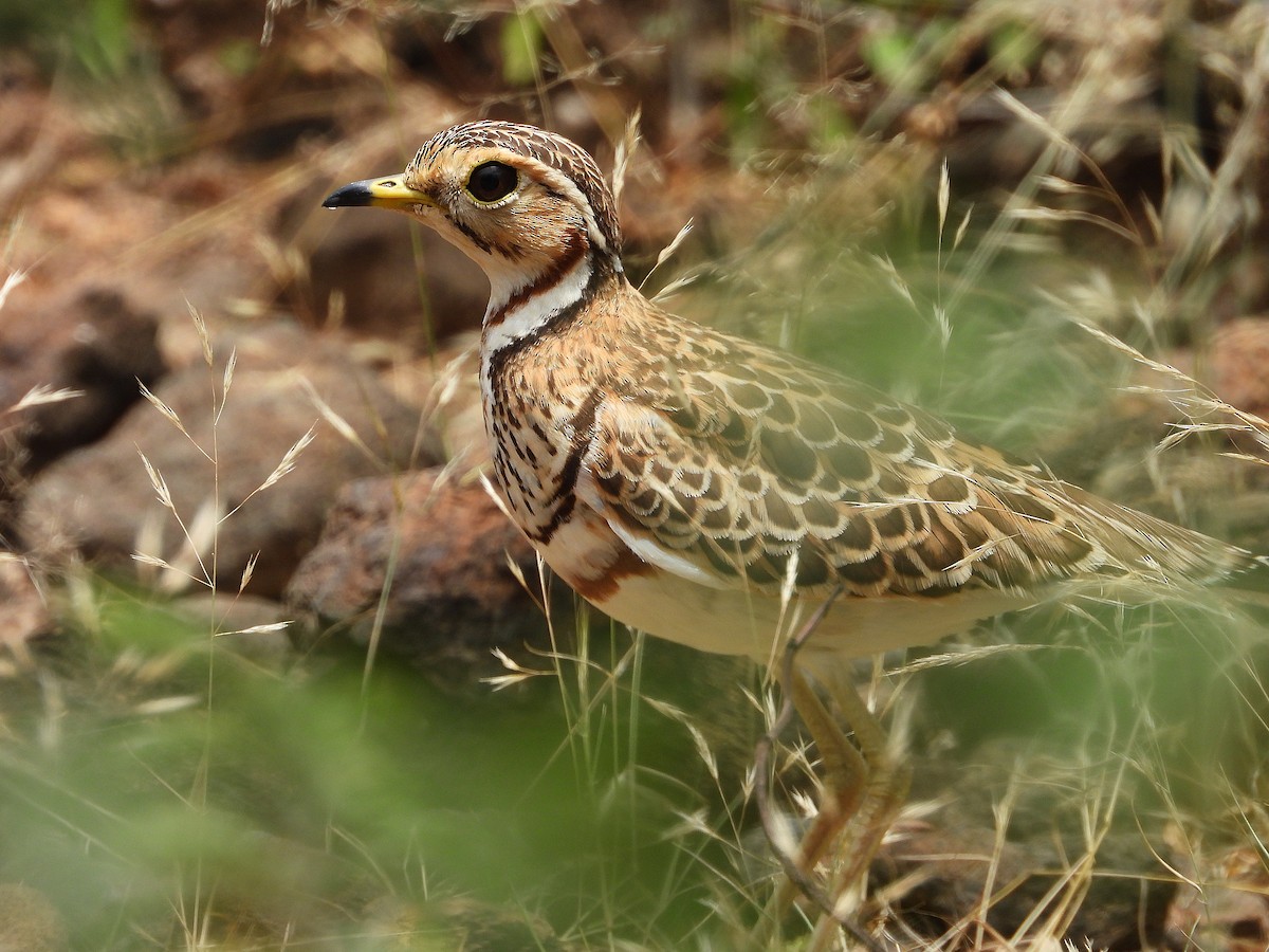 Courvite à triple collier - ML646261236