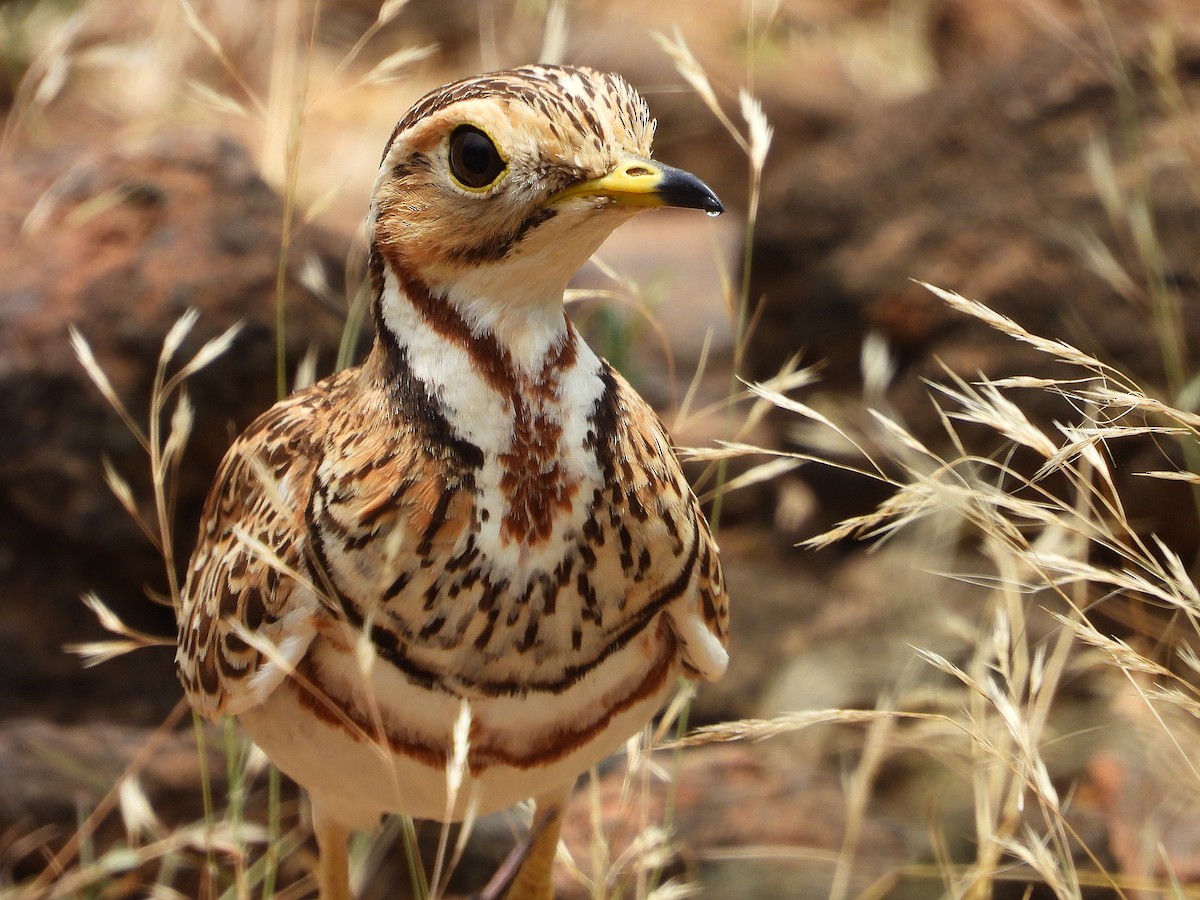 Courvite à triple collier - ML646261237
