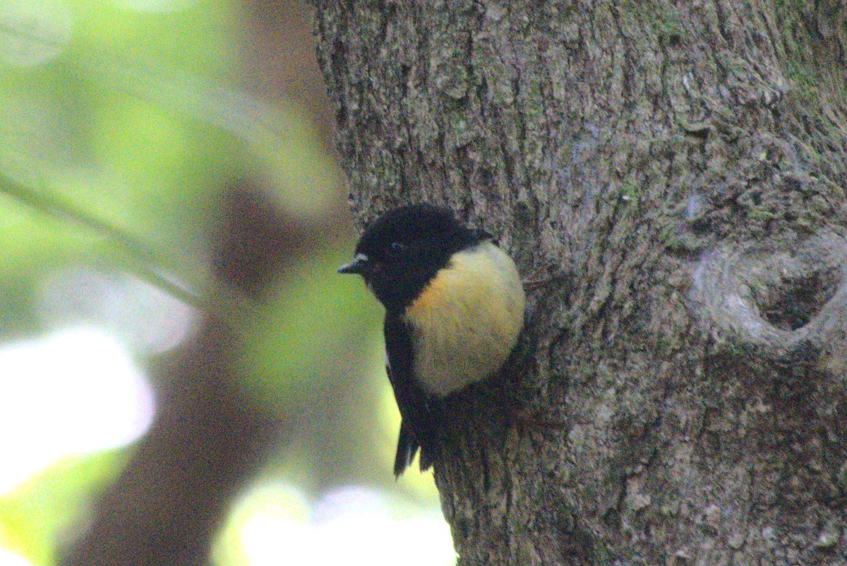 Tomtit (New Zealand) - ML646261238