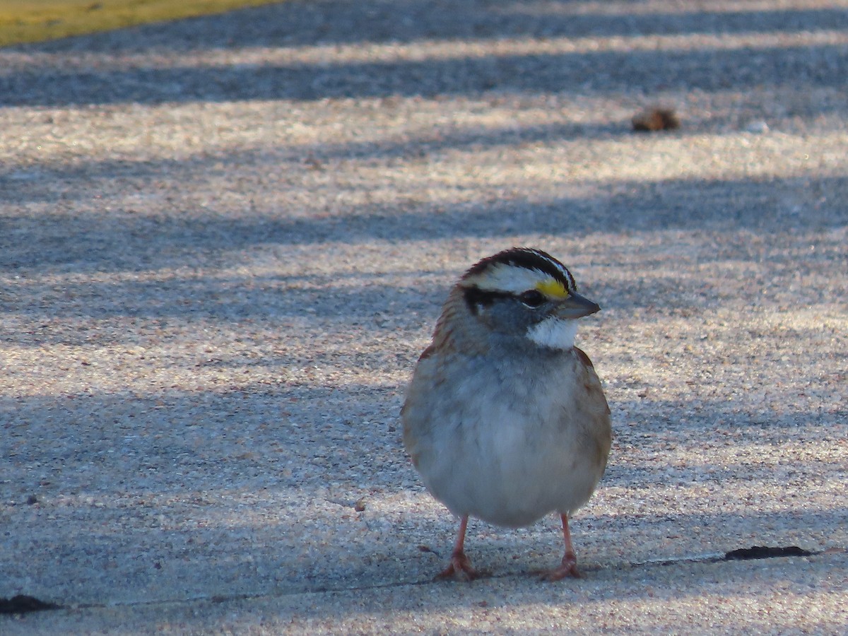 White-throated Sparrow - ML646261249