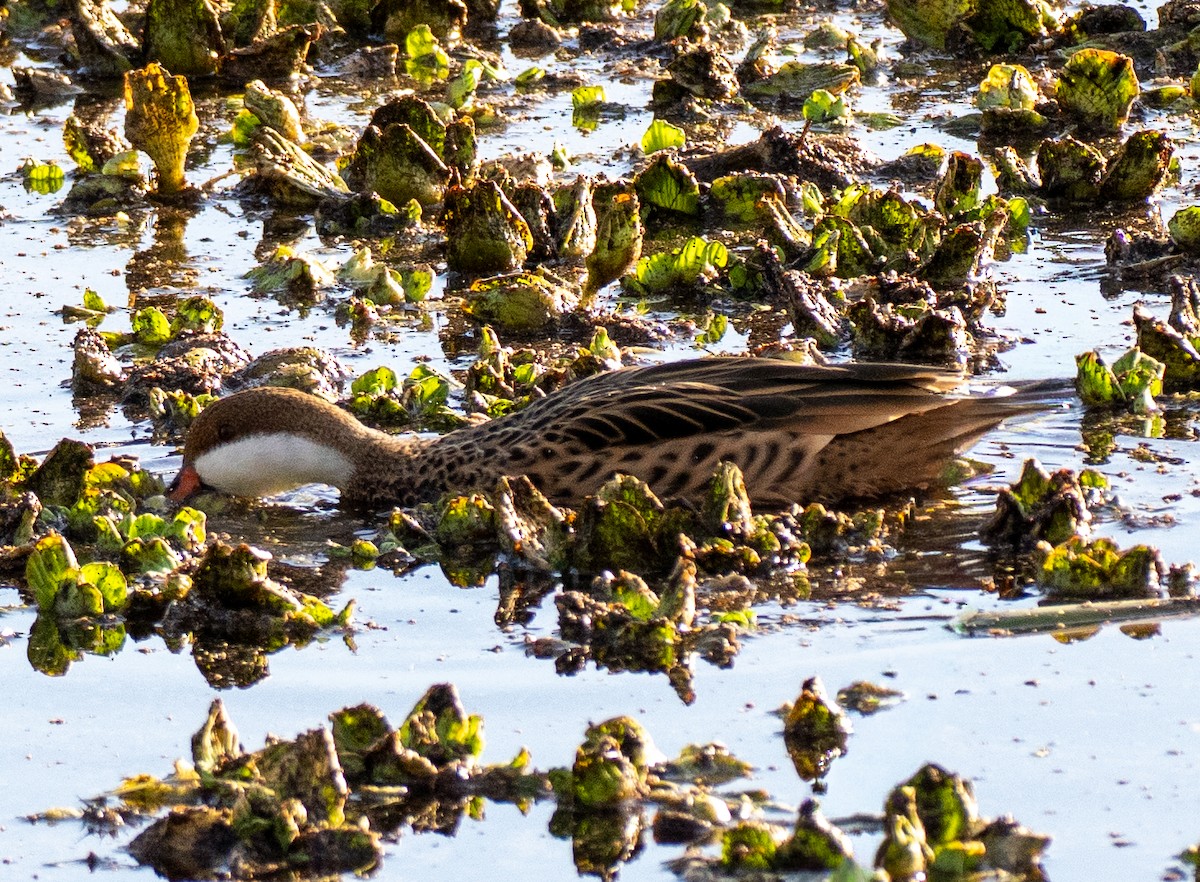 ostralka bělolící - ML646261260