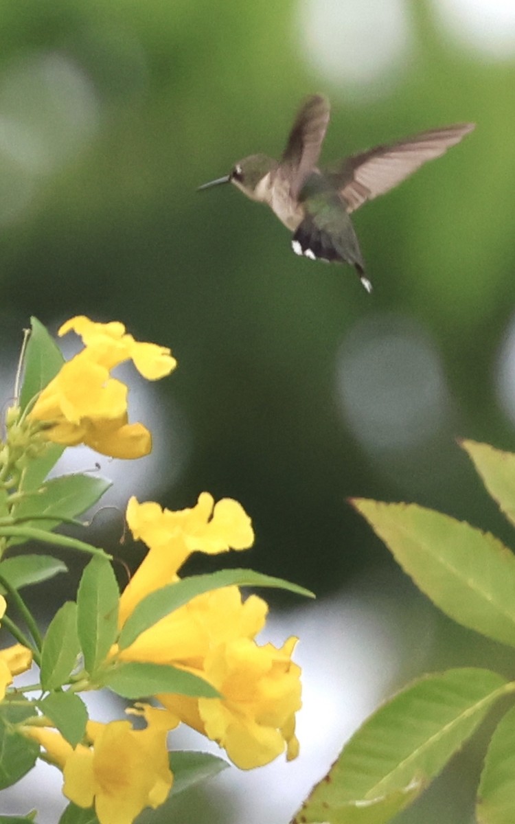 Colibri à gorge rubis - ML646261265