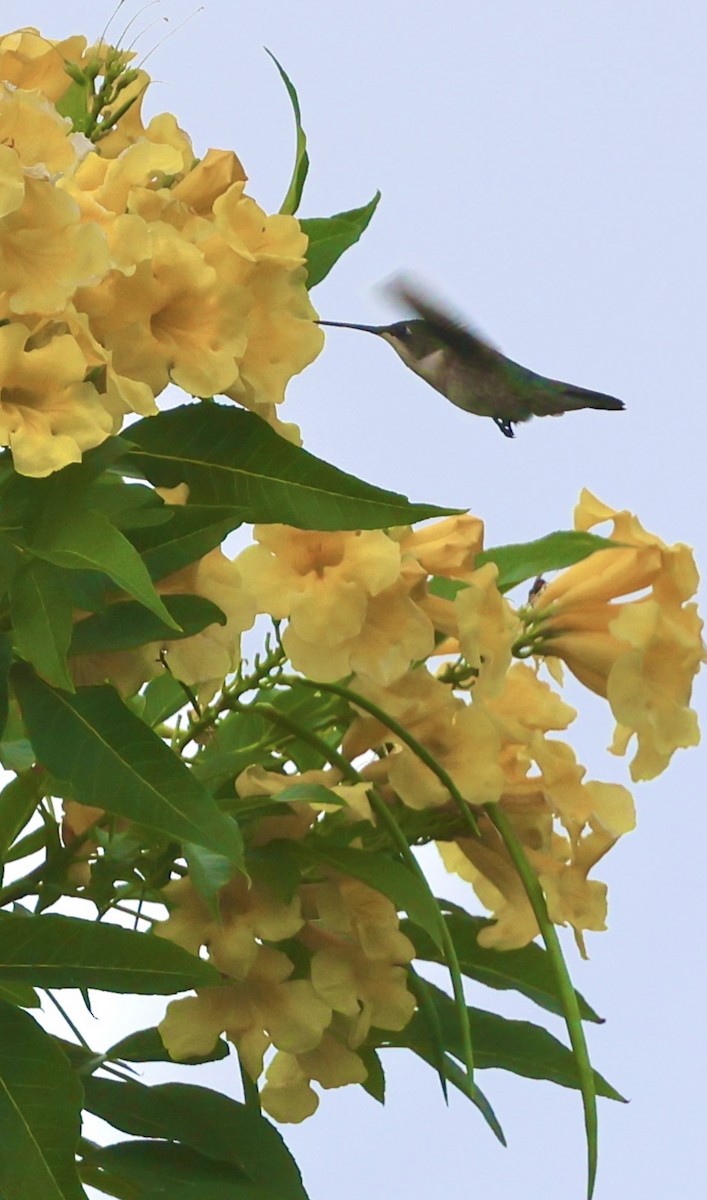 Colibri à gorge rubis - ML646261266
