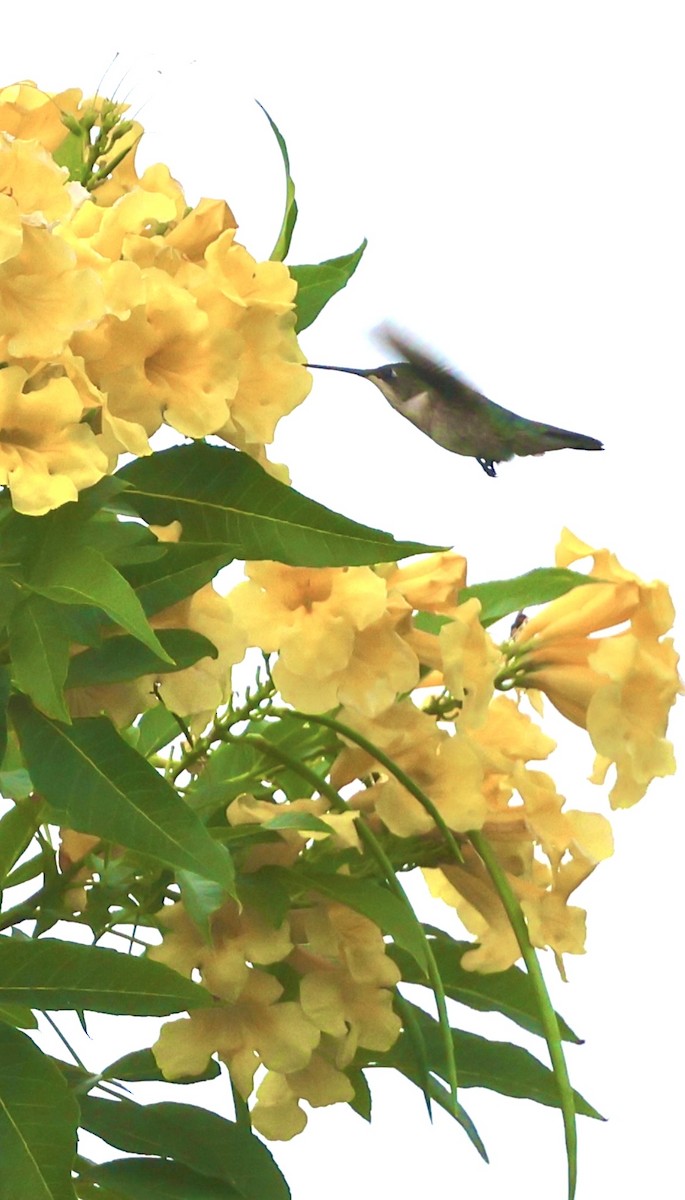 Colibri à gorge rubis - ML646261267