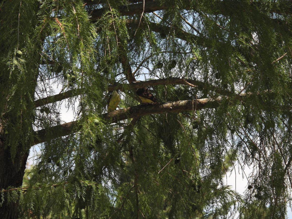 Great Kiskadee - ML646261272