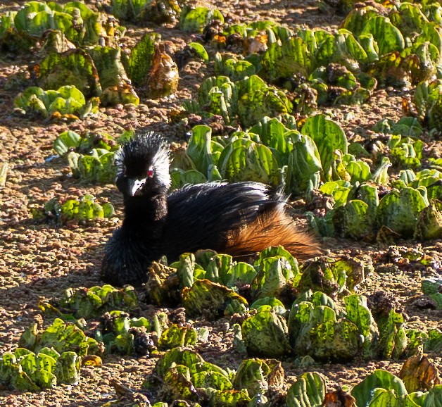 potápka bělouchá - ML646261275