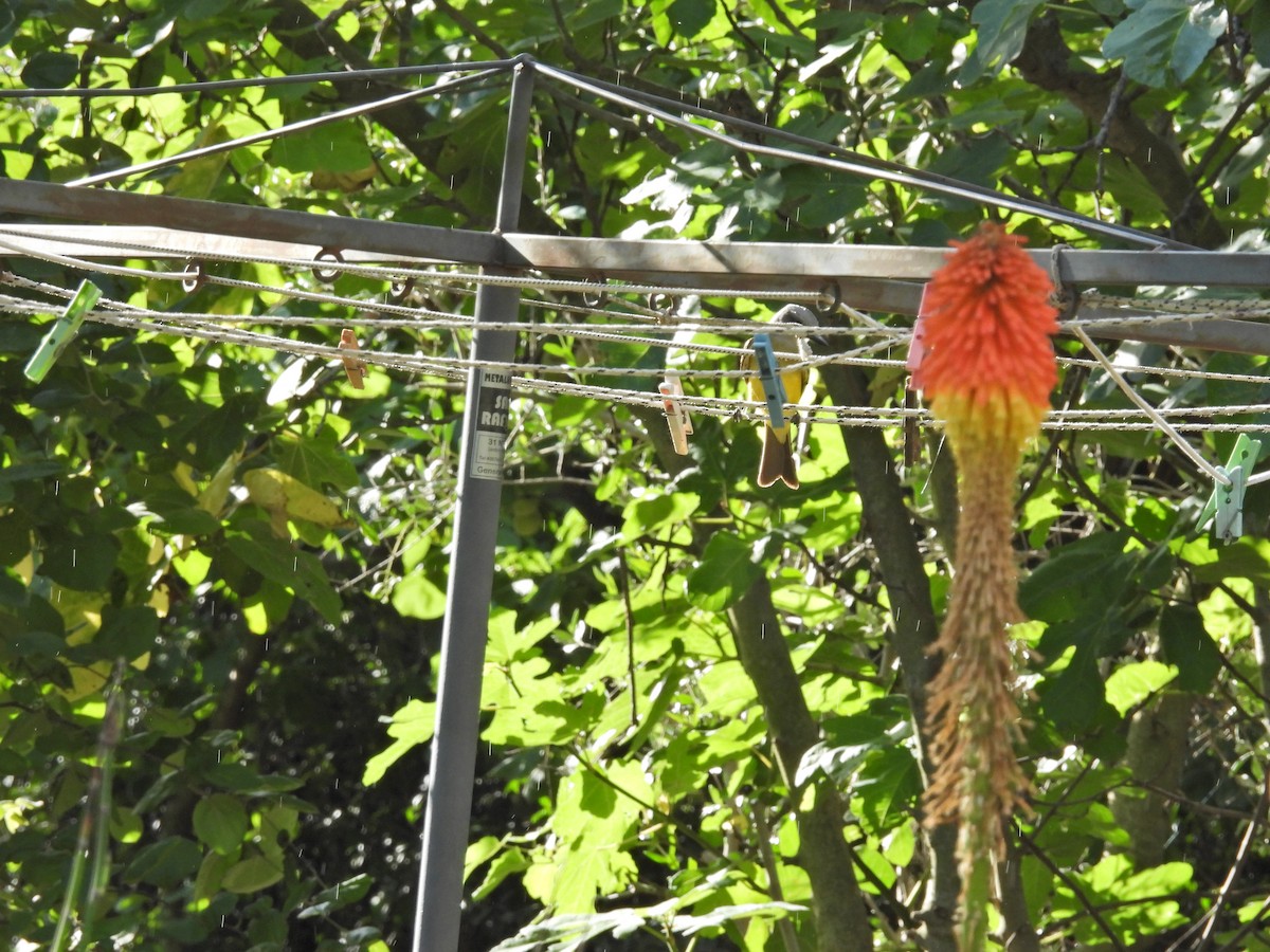 Tropical Kingbird - ML646261276