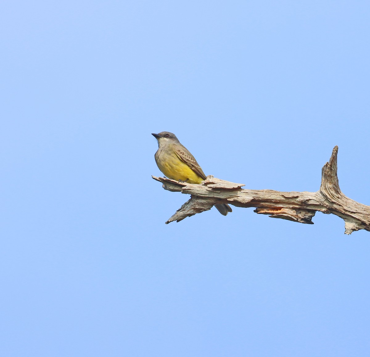 Cassin's Kingbird - ML646261283