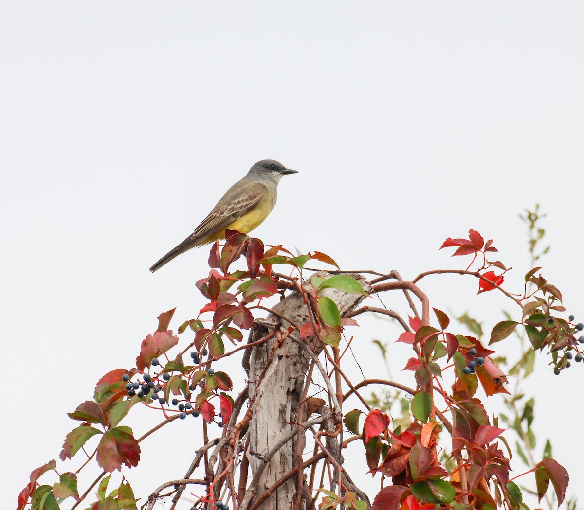 Cassin's Kingbird - ML646261284