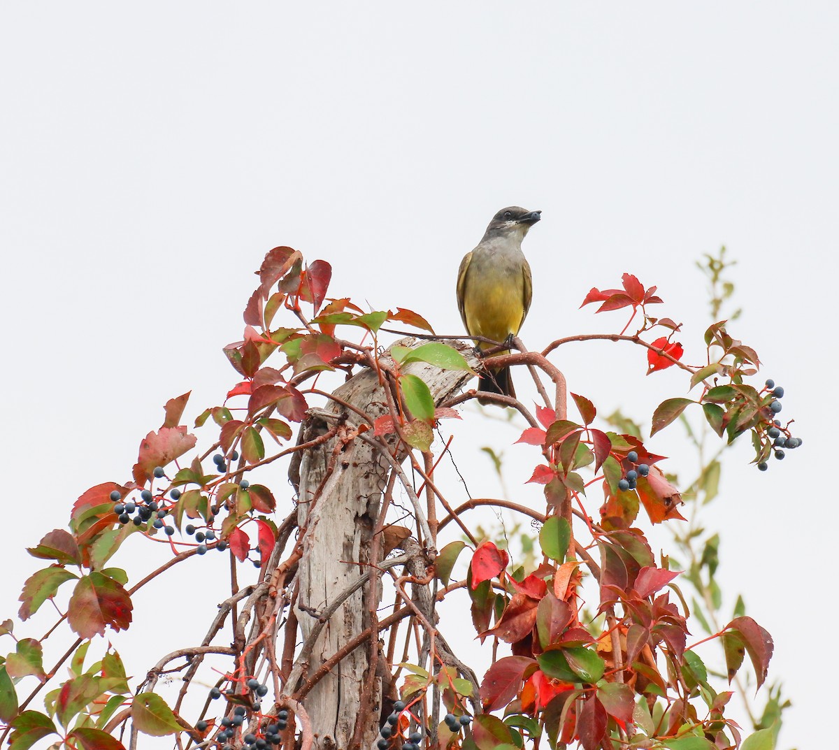 Cassin's Kingbird - ML646261285