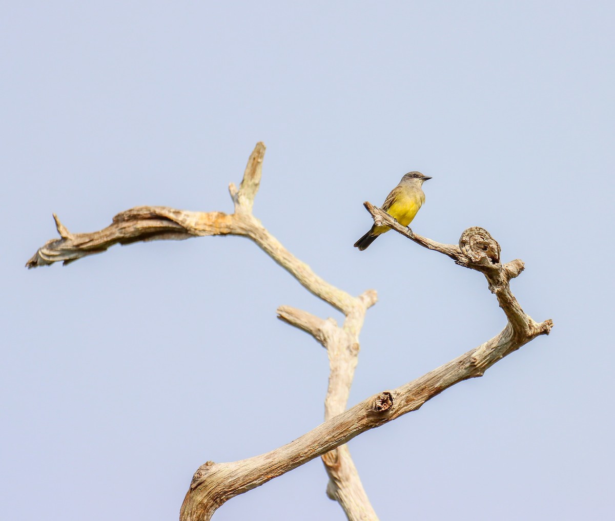 Cassin's Kingbird - ML646261286