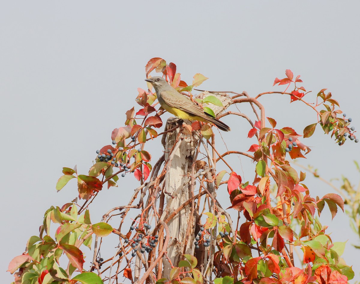 Cassin's Kingbird - ML646261287