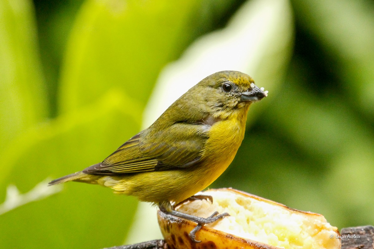 Thick-billed Euphonia - ML646261288