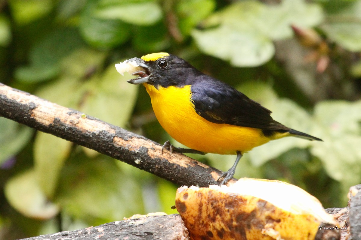 Thick-billed Euphonia - ML646261289