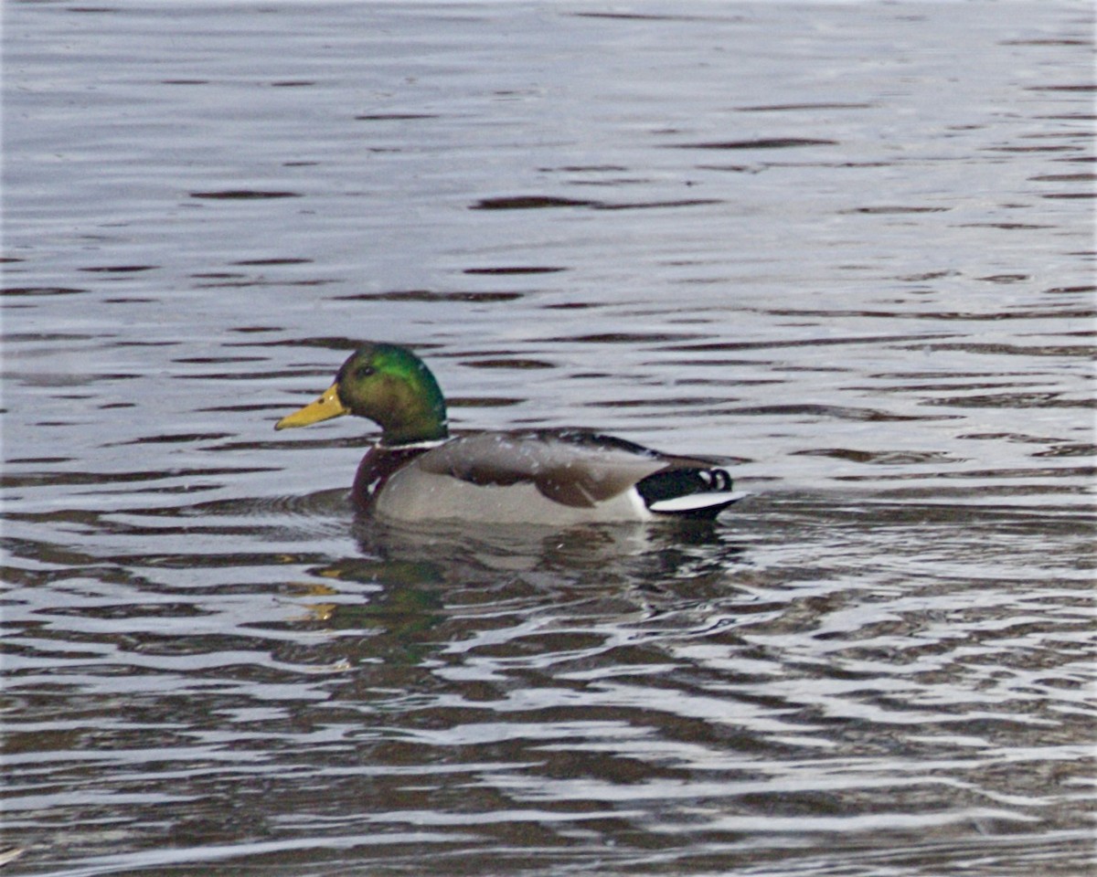 Mallard - ML646261297