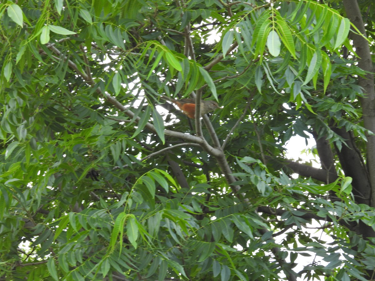 Kızıl Karınlı Ardıç - ML646261299