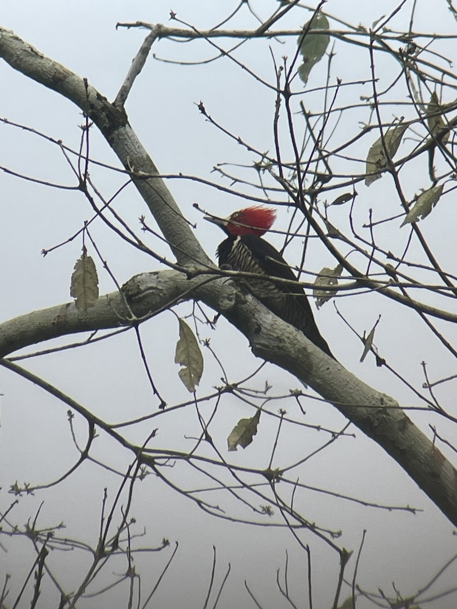 Crimson-crested Woodpecker - ML646261301