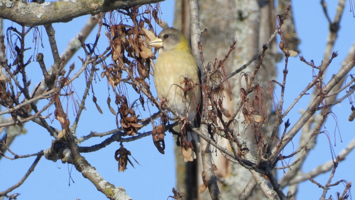 Evening Grosbeak - ML646261303