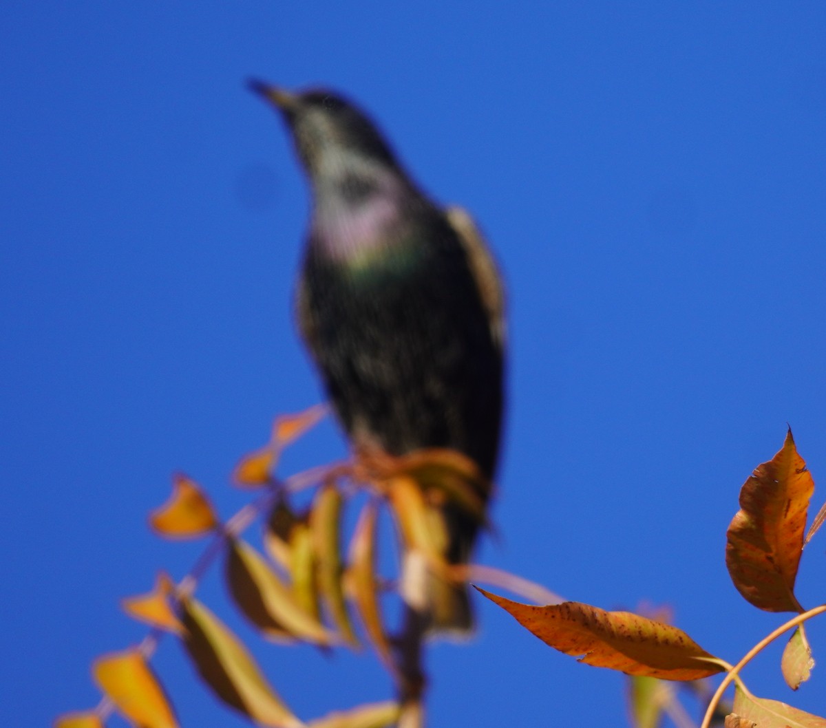 Sığırcık - ML646261304