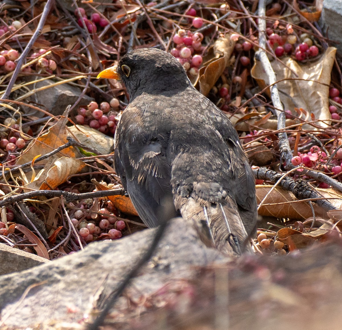 Chiguanco Thrush - ML646261305