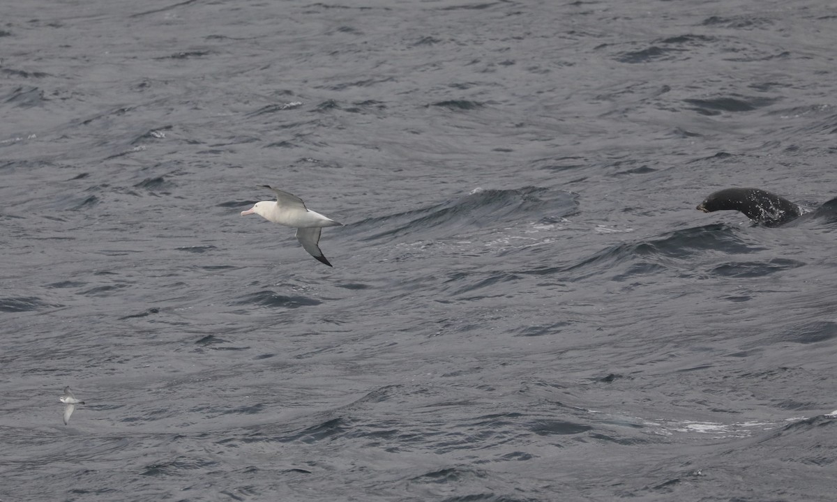 Antipodean Albatross (Gibson's) - ML646261306