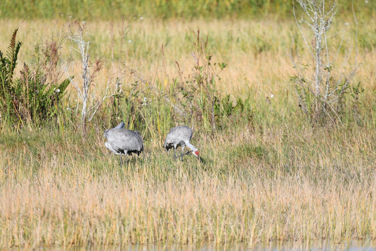 Kanada Turnası - ML646261309